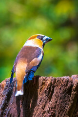 Closeup of a male hawfinch Coccothraustes coccothraustes songbird perched in a forest.