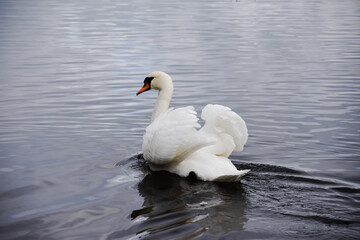 Fototapeta premium swan on the lake