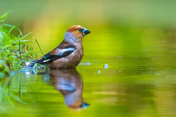 Closeup of a wet hawfinch, Coccothraustes coccothraustes washing, preening and cleaning in water.