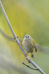Goldcrest bird, Regulus regulus, foraging through branches of trees and bush