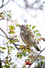 Redwing Turdus iliacus bird eating berries