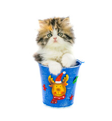 christmas little persian kitten inside a box on isolated background