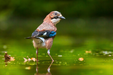 Closeup of a Eurasian jay Garrulus glandarius bird drinking, washing, preening and cleaning in water.