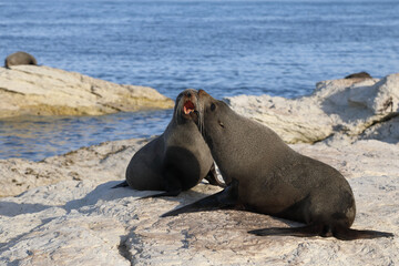 Neuseeländischer Seebär / New Zealand fur seal / Arctocephalus forsteri.