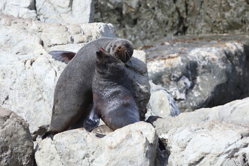 Obraz premium Neuseeländischer Seebär / New Zealand fur seal / Arctocephalus forsteri.