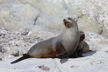 Obraz premium Neuseeländischer Seebär / New Zealand fur seal / Arctocephalus forsteri.