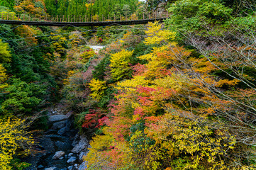 日本の秘境紅葉「五家荘・川辺川・樅木の吊橋」 (しゃくなげ橋から撮影)...