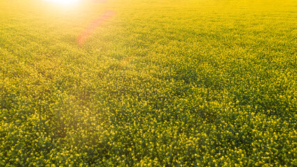 rapeseed fields during sunset