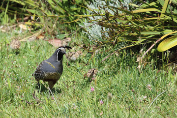 Schopfwachtel / California quail or California valley quail / Callipepla californica