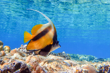 Fototapeta na wymiar Red sea bannerfish ( Heniochus intermedius ) - coral reef, Egypt 