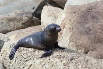 Neuseeländischer Seebär / New Zealand fur seal / Arctocephalus forsteri