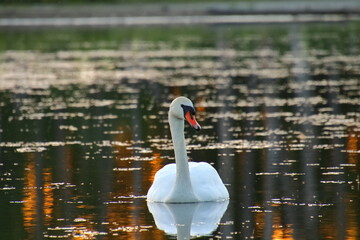 Swan