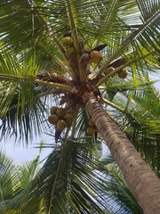 coconut palm tree