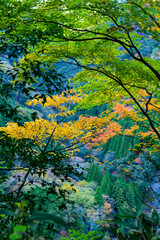 日本の秘境紅葉「川辺川・樅木の吊橋」周辺の山岳景色...