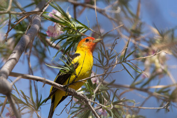 A bright yellow and orange Western Tanager is perched in the branches of a flowering desert willow tree in the American desert southwest.