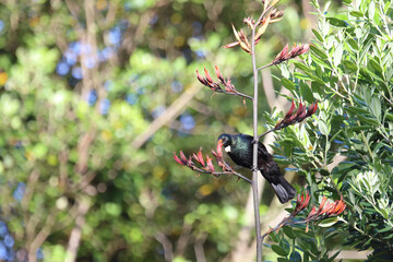 Tui / Tui / Prosthemadera novaeseelandiae