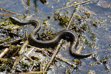 A snake crawling and wriggling in a swamp