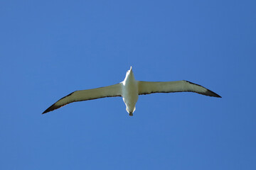 Nördlicher Königsalbatros / Northern royal albatross / Diomedea epomophora sanfordi.