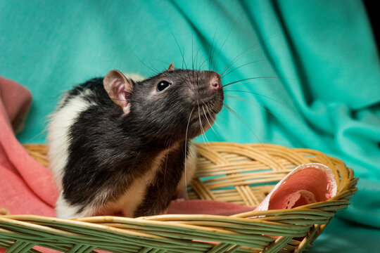 Hooded rat 2024