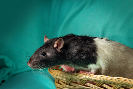 Hooded Rat" Images – Parcourir 50 le catalogue de photos, vecteurs et  vidéos | Adobe Stock