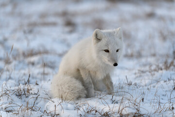 Arctic fox in winter time in Siberian tundra close up.