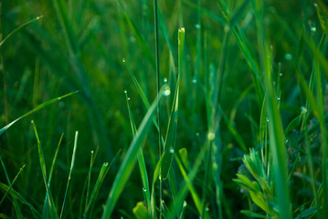 nature trees sky green grass