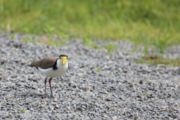 Maskenkiebitz / Masked lapwing / Vanellus miles miles