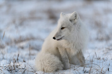 Arctic fox in winter time in Siberian tundra close up.