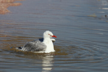 Rotschnabelmöwe / Red-billed gull / Larus scopulinus
