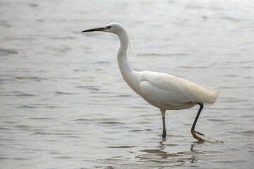 Garzetta nelle risaie Novaresi