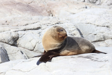 Neuseeländischer Seebär / New Zealand fur seal / Arctocephalus forsteri
