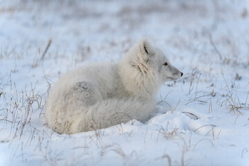 Wild arctic fox in tundra. Arctic fox lying. Sleeping in tundra.