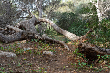 The trunks of fallen trees, covered with moss in a groomed forest trunks, of trees, fallen in the forest