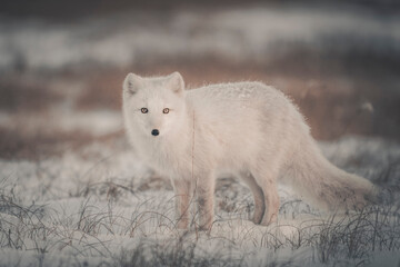 Naklejka premium Wild arctic fox (Vulpes Lagopus) in tundra in winter time. White arctic fox.