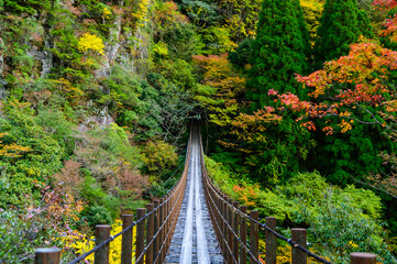 Fototapeta na wymiar 秘境紅葉風景「樅木の吊橋」あやとり橋からの紅葉景色 Unexplored autumn leaves scenery 