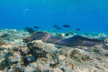 Moray eel - Gymnothorax javanicus (Giant moray) in the Red Sea,
