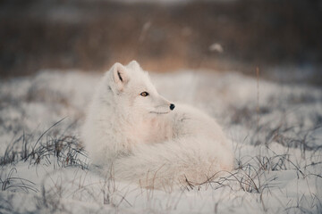 Wild arctic fox (Vulpes Lagopus) in tundra in winter time. White arctic fox lying.