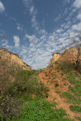 Obraz premium Dry tree and steep sandy cliffs against the background of a blue sky with clouds.