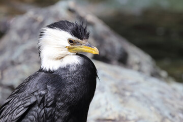 Australische Zwergscharbe oder Kräuselscharbe / Little pied cormorant or Little shag / Microcarbo...