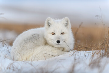 Wild arctic fox (Vulpes Lagopus) in tundra in winter time. White arctic fox lying.