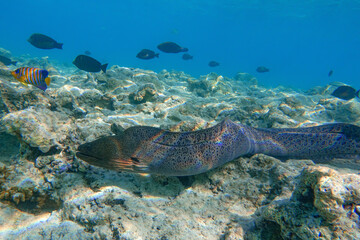Moray eel - Gymnothorax javanicus (Giant moray) in the Red Sea,