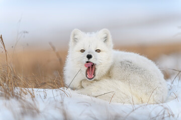 Arctic fox in winter time in Siberian tundra close up.