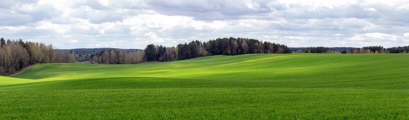 Panorama of a large green hilly agricultural field over a cloudy sky. A forest grows beyond the field. © Ilya