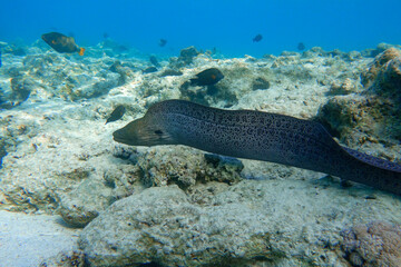 Moray eel - Gymnothorax javanicus (Giant moray) in the Red Sea,