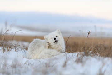  Wild arctic fox (Vulpes Lagopus) in tundra in winter time. White arctic fox with closed eyes.