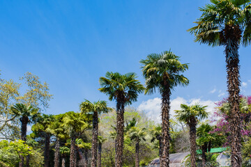 Obraz premium Beautiful coconut palm tree in sunny day background. Travel tropical summer holiday
