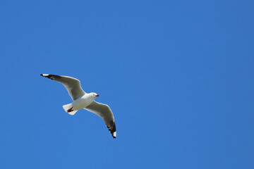 Rotschnabelmöwe / Red-billed gull / Larus scopulinus.