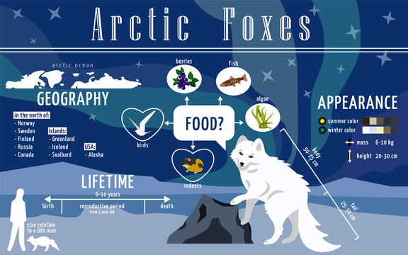 Ready to use educational poster about arctic foxes. Infographics for print in a children's encyclopedia about polar animals, their lives, prevalence and diet. Page from the textbook on biology