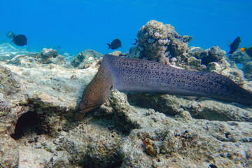 Obraz na płótnie Canvas Moray eel - Gymnothorax javanicus (Giant moray) in the Red Sea,