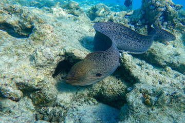 Moray eel - Gymnothorax javanicus (Giant moray) in the Red Sea, - obrazy, fototapety, plakaty
